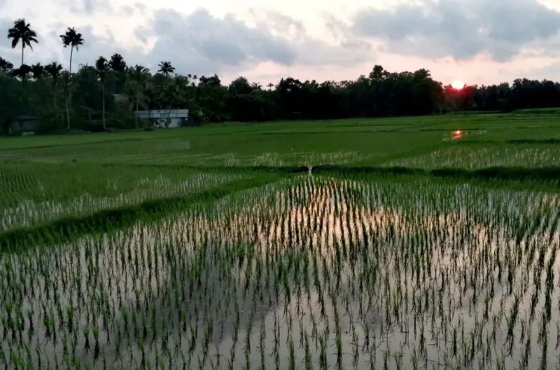 paddy field in thrissur pavithra