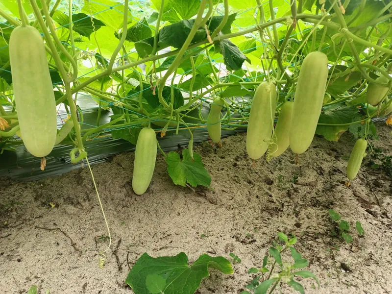 organic cucumbers