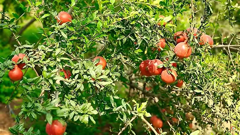 ideal crop of pomegranates