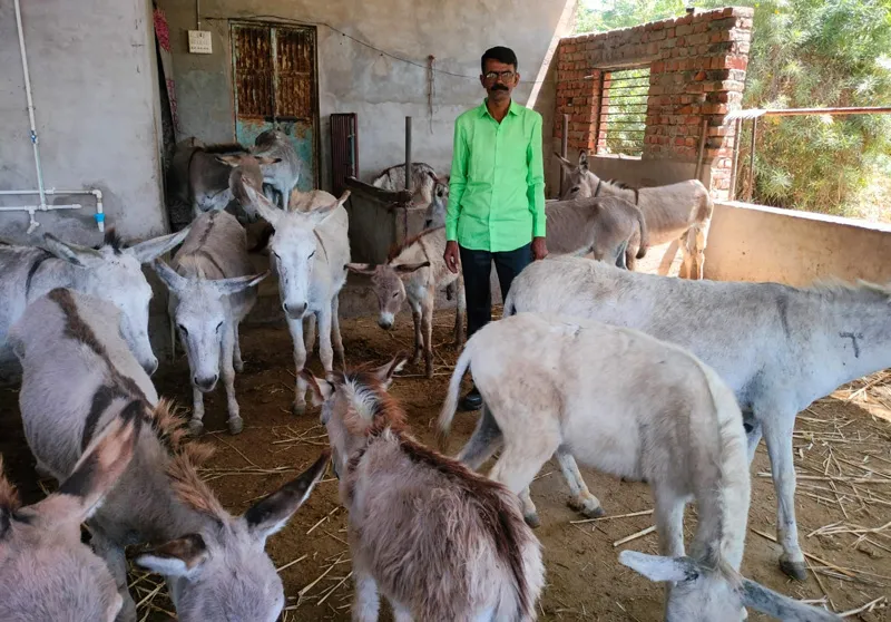 donkey farm