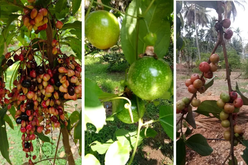 passion fruit