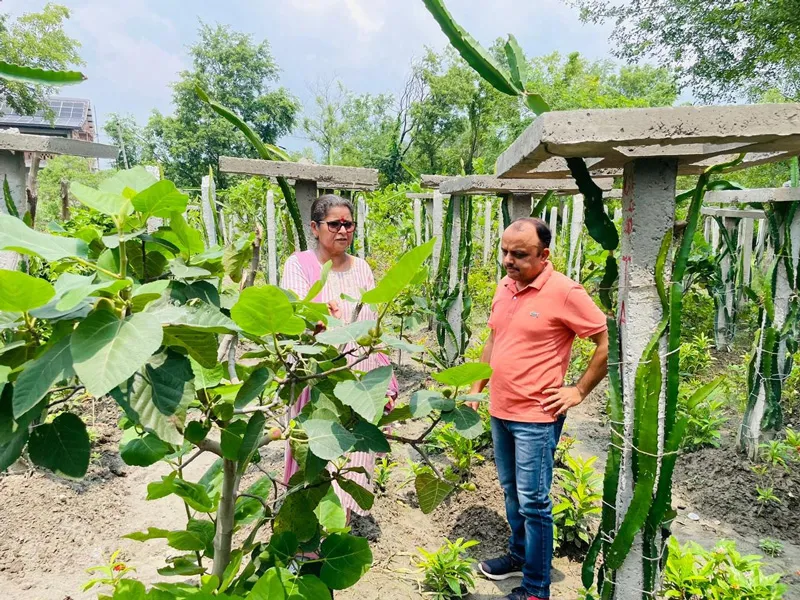 intercropping dragon fruit with medicinal plants