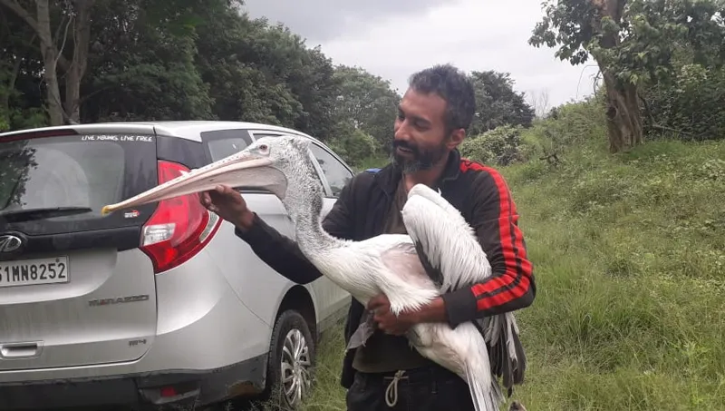 rescuing wild pelican shuayb