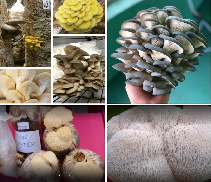 various varieities of mushrooms
