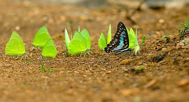 Butterfly garden Thenmala