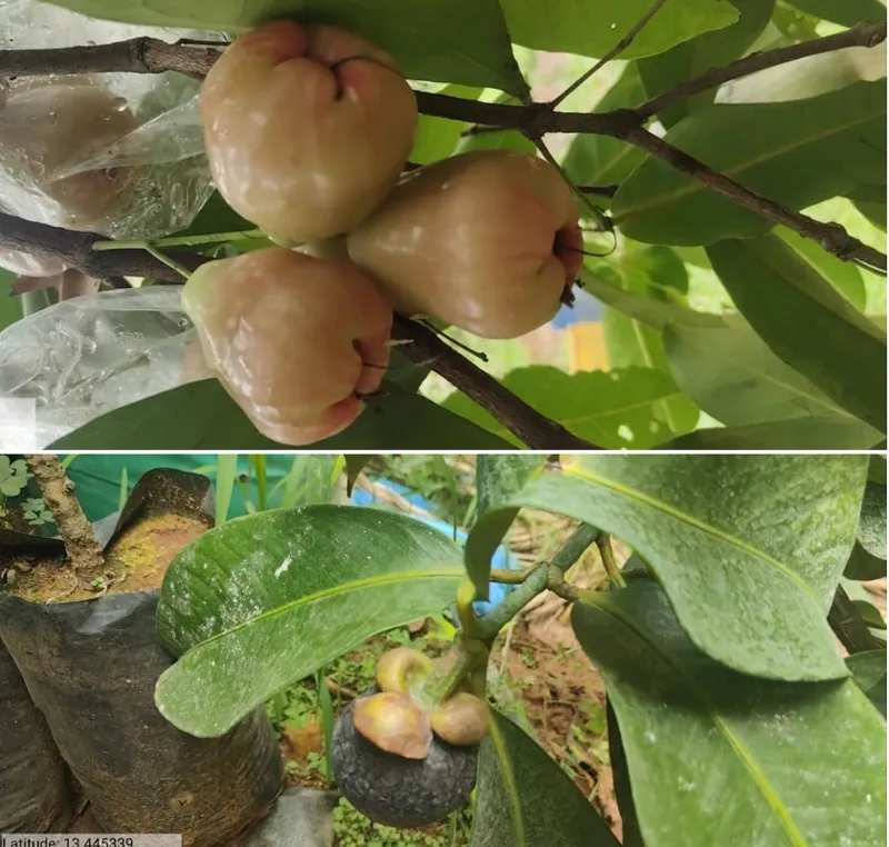 water apple and mangosteen