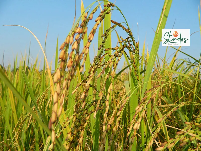 harinakhuri ready for harvest