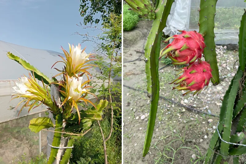 dragon fruit flower and ready fruits