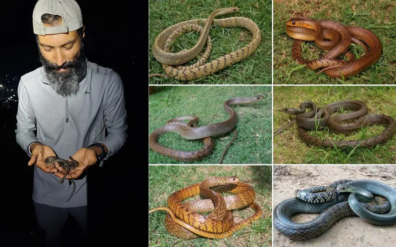 rat snake in various colours shuyab