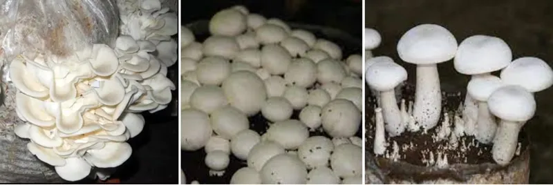 three types of mushroom nidhi katare