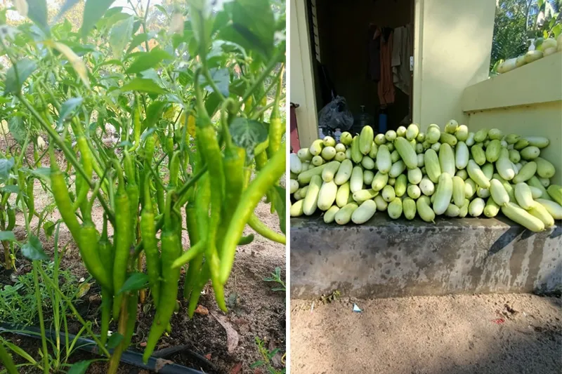 organic chillies and cucumber