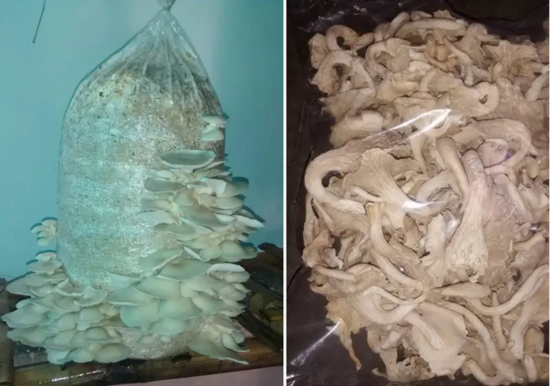 fresh and dried oyster mushrooms
