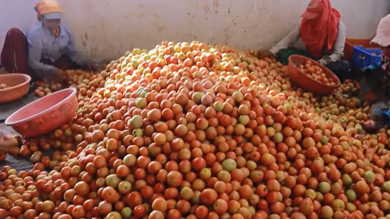 tomato