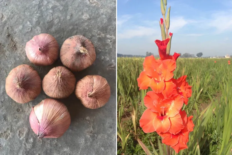 Gladiolus corm and flower gurwinder