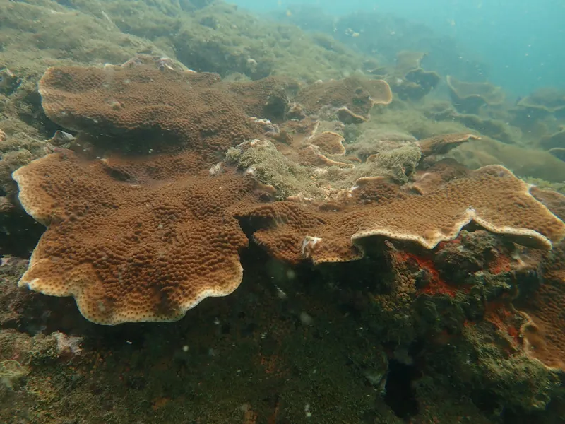 GOA COral plate variety