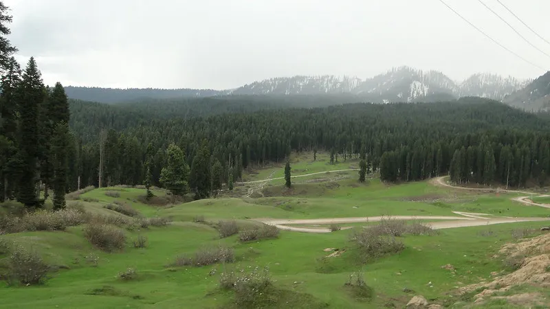 trees of pine, fir deodar