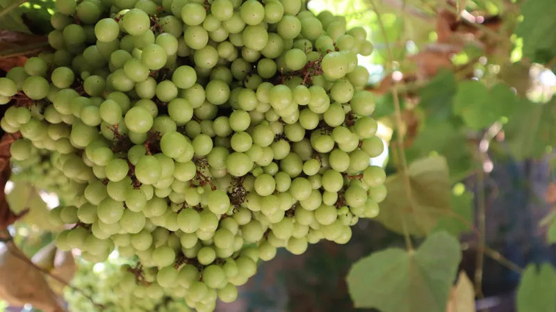 record wild grapes