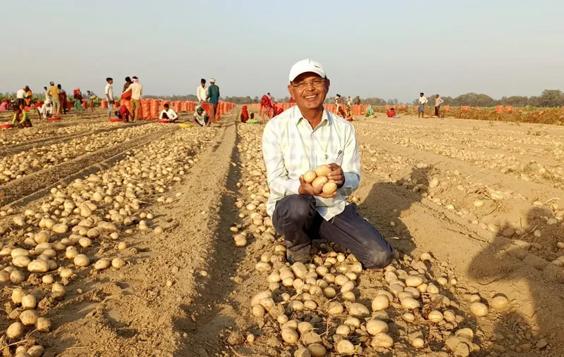 potato