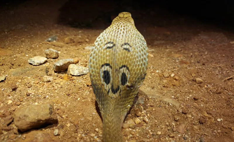 king cobra with hood rare shuayb