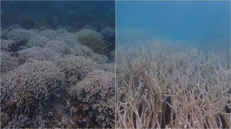 Lakshadweep pearls | damaged | Heatwave