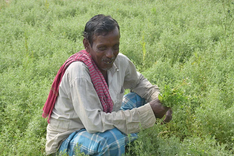 lentil production in india