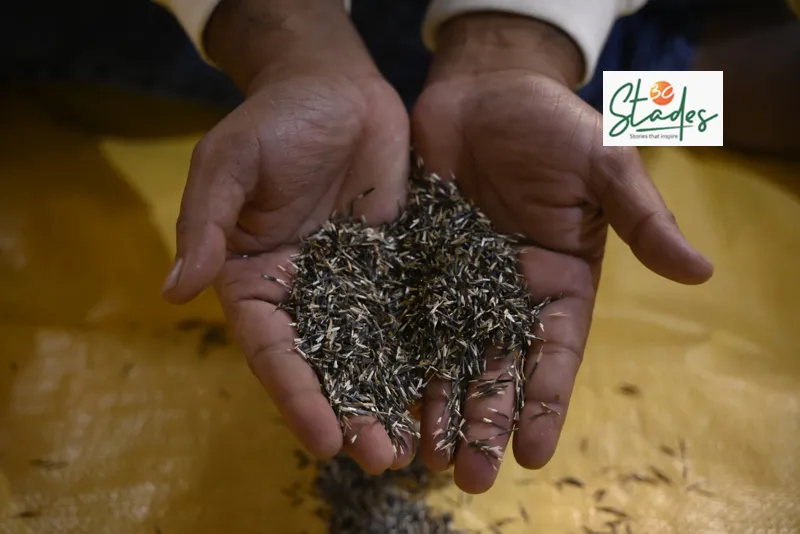 Marigold seeds sell at Rs25,000 per kg