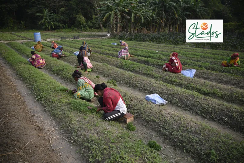 Workers at Arup's marigold farm