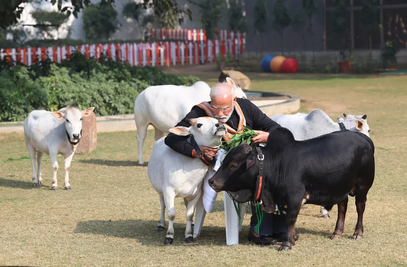 Modi With Cows