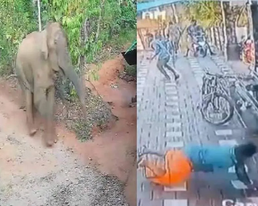 elephant attack wayanad