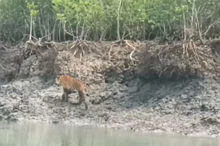 Tiger at sundarban