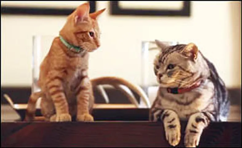 Friskies dear kitten online