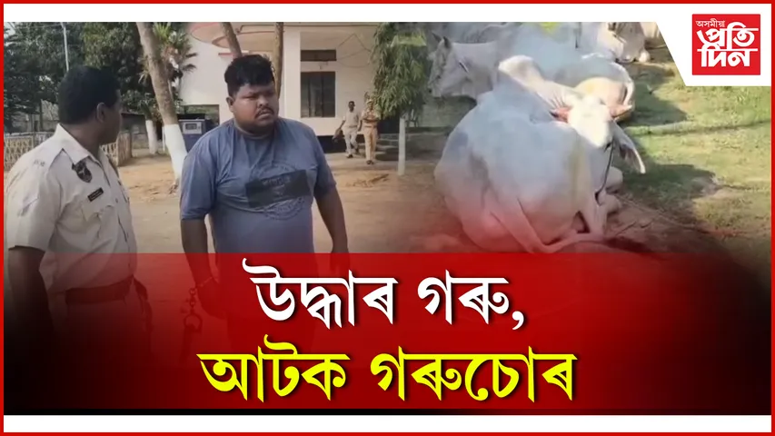 উদ্ধাৰ গৰু, আটক গৰুচোৰ