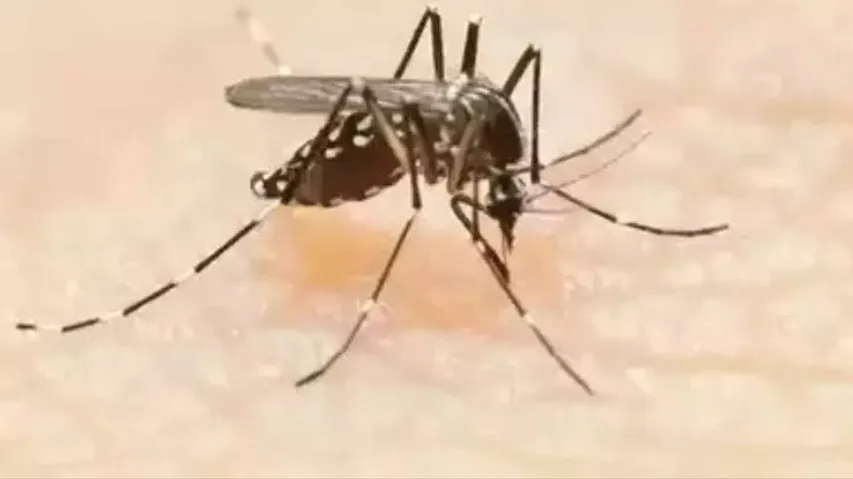 Dengue cases climb to 175 in Gurugram, 4 new cases confirmed