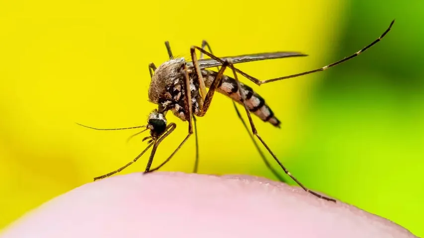 Panchkula DC orders intensified efforts as dengue cases climb to 1,230