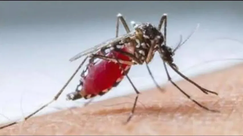 Dengue cases decline in Lucknow