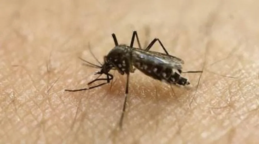 Mumbai records highest number of Chikungunya cases in 3 years