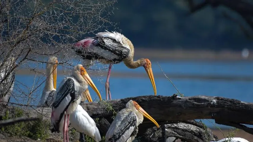 Mumbai to get its first-ever bird park in Nahur region