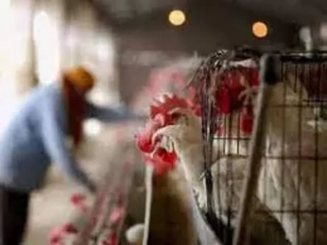 Jharkhand: Bird flu spreads to Bokaro after Ranchi outbreak