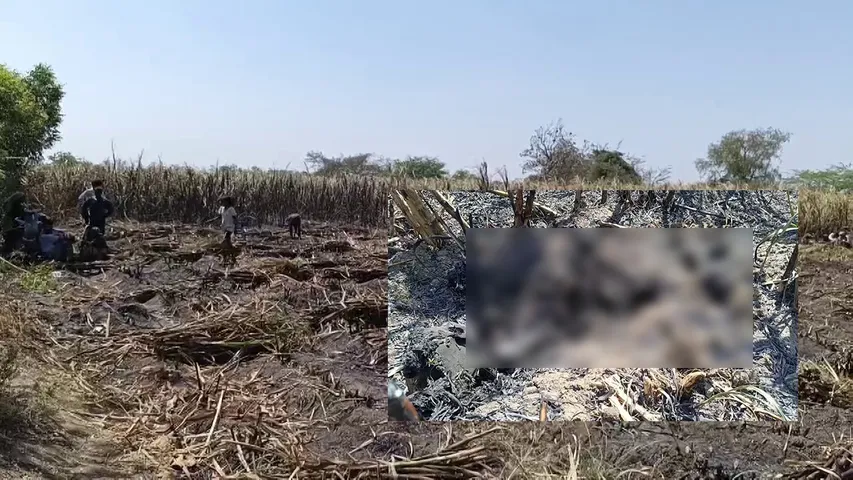 Human Skeleton found  in sugarcane field in Bakrol, Ankleshwar