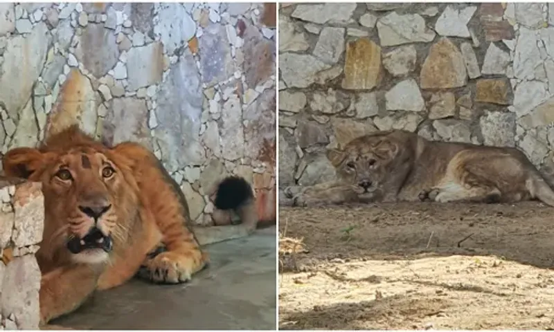 New pair of lion brings ray of hope is authorities of Vadodara Sayajibaug zoo