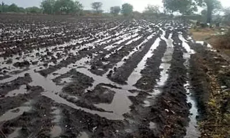 Unseasonal rainfall in Rajkot, Amreli districts