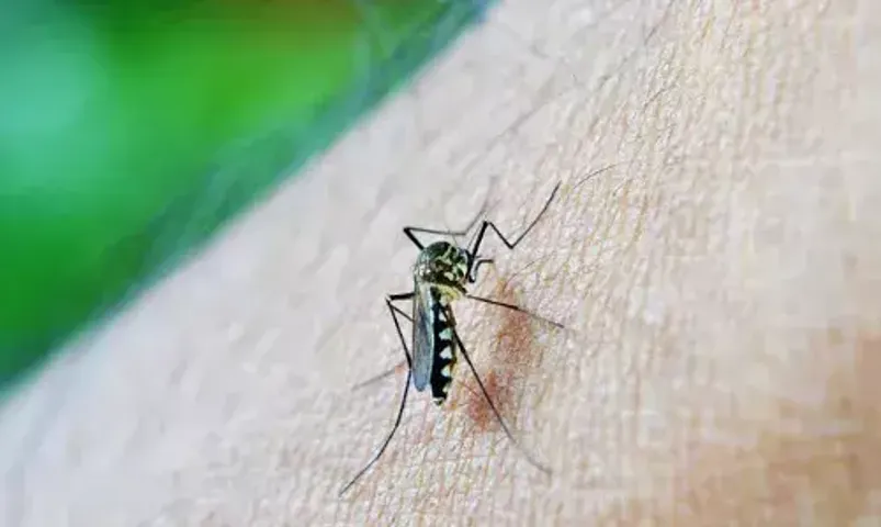 Delhi reports 134 dengue cases so far this year, 23 in June