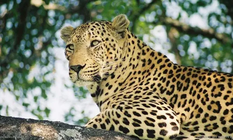 Leopard killed after knocked down by an unknown vehicle on Halol Vadodara highway