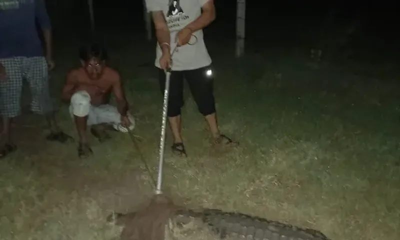 GSPCA and Social Forestry department caught nearly enough eight foot crocodile