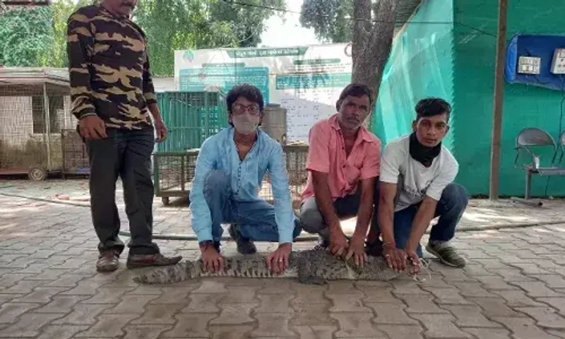 Vadodara GSPCA rescued four foot crocodile from a hut under Lalbaug bridge