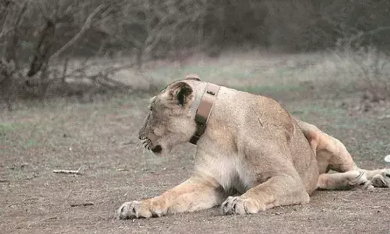 Gujarat: Lion discovered dead in Bhavnagar, cause of death being investigated