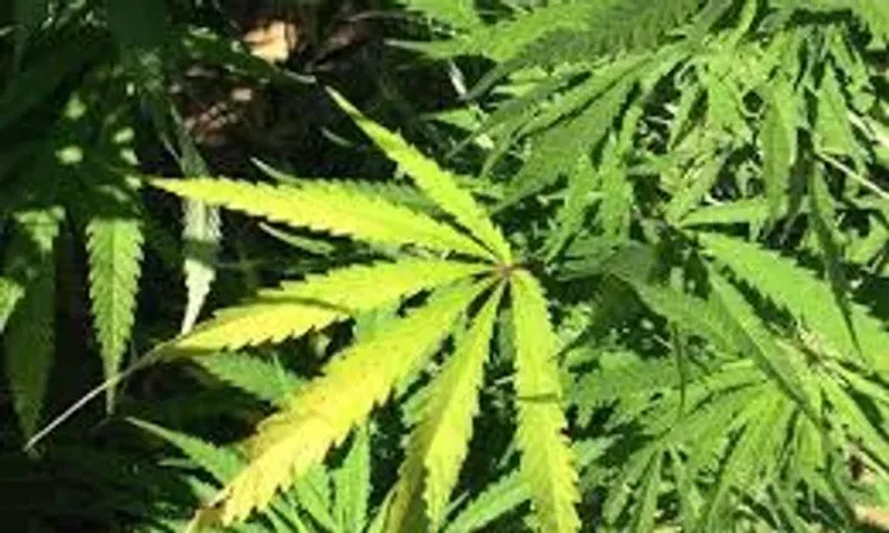 Suspected cannabis plants found on GU hostel campus