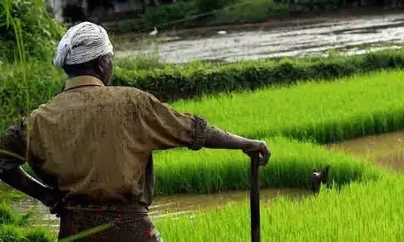 Winter rain leaves farmers worried in Gujarat