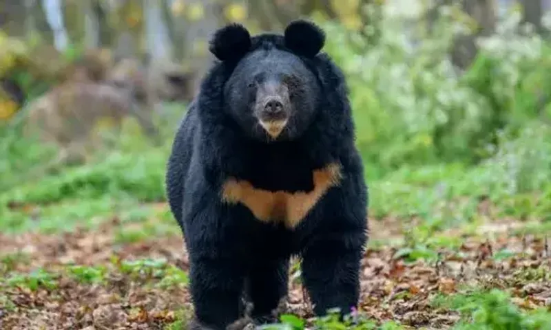 Survey on Asiatic black bears in Arunachal's Pakke Tiger Reserve begins