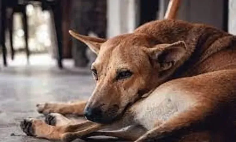 Andhra Pradesh: Almost 300 stray dogs killed with poisonous injections in West Godavari